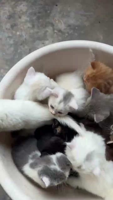 Mèo con Đực và cái. Mua bán Mèo tại Quận Hà Đông Hà Nội được đăng bởi Việt hình 1