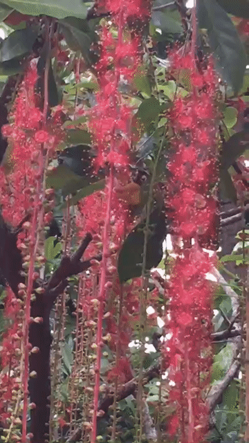 Cây Lộc Vừng Bonsai hoa Đỏ. Mua bán Cây cảnh, đồ trang trí tại Huyện Cư M'gar Đắk Lắk được đăng bởi viet hình 1