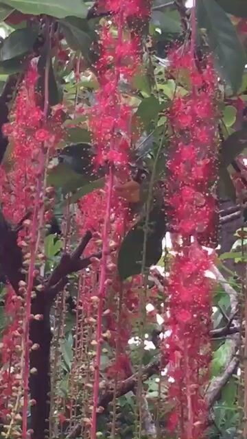 Cây Lộc Vừng Bonsai hoa Đỏ. Mua bán Cây cảnh, đồ trang trí tại Huyện Cư M'gar Đắk Lắk được đăng bởi viet hình 1
