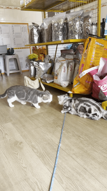 Thanh lý em Tabby dưa - Đực - 8 tháng. Mua bán Mèo tại Thành phố Mỹ Tho Tiền Giang được đăng bởi Mie Ny hình 1