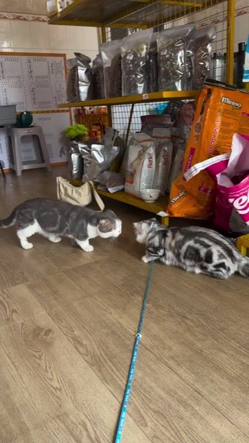 Thanh lý em Tabby dưa - Đực - 8 tháng. Mua bán Mèo tại Thành phố Mỹ Tho Tiền Giang được đăng bởi Mie Ny hình 1