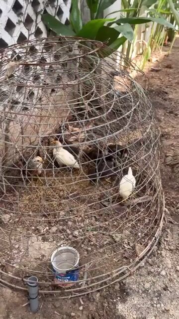 Gà Tre con 1 tháng tuổi 7 con. Mua bán Gà tại Thành phố Thủ Đức Tp Hồ Chí Minh được đăng bởi hiền nguyễn hình 1