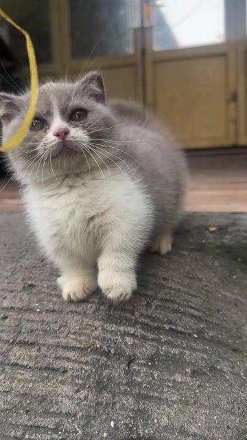 Mèo Anh lông ngắn cái. Mua bán Mèo tại Thành phố Thủ Đức Tp Hồ Chí Minh được đăng bởi  Trung Anh hình 1