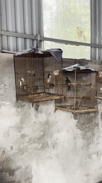 Chim chào mào đực 3 mùa. Mua bán Chim tại Huyện Phúc Thọ Hà Nội được đăng bởi Đỗ Đức mạnh hình 1
