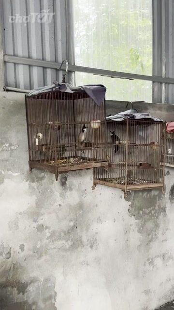 Chim chào mào đực 3 mùa. Mua bán Chim tại Huyện Phúc Thọ Hà Nội được đăng bởi Đỗ Đức mạnh hình 1