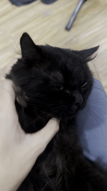 Mèo Mainecoon lai Ald đực 1 tuổi đen. Mua bán Mèo tại Quận 7 Tp Hồ Chí Minh được đăng bởi Võ Nguyễn Phúc Nghị hình 1