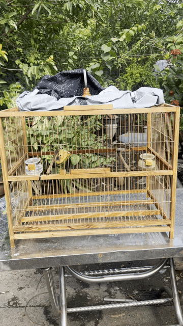 Chim chào mào mái + lực trao trảo tặng. Mua bán Chim tại Quận Bình Thạnh Tp Hồ Chí Minh được đăng bởi duy nguyen hình 1