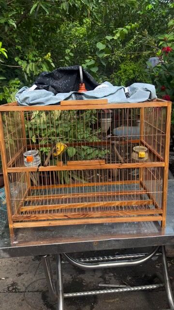 Chim chào mào mái + lực trao trảo tặng. Mua bán Chim tại Quận Bình Thạnh Tp Hồ Chí Minh được đăng bởi duy nguyen hình 1