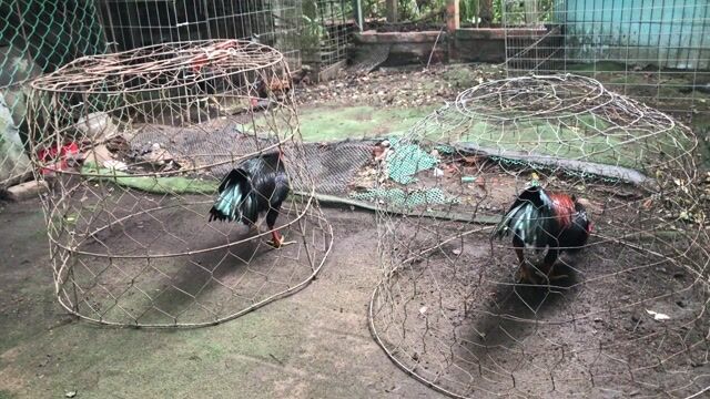 Gà trống cảnh giống Đực màu Đỏ, đen, xanh. Mua bán Gà tại Huyện Lai Vung Đồng Tháp được đăng bởi Minh hình 1