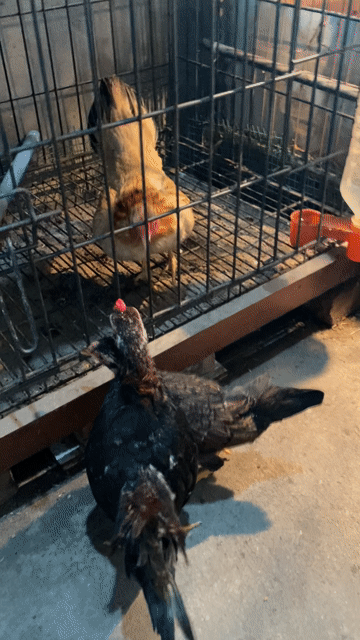Gà trống Bắc cộc tía mật 5 tháng. Mua bán Gà tại Quận Long Biên Hà Nội được đăng bởi gà tre 08866 một 5668 hình 1