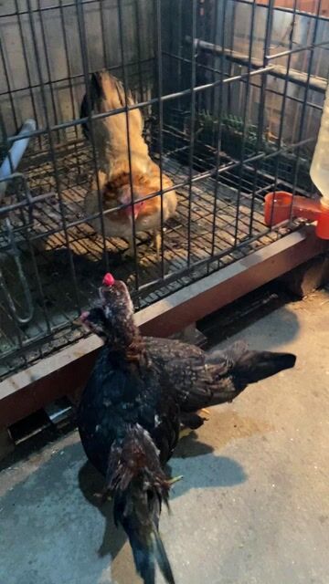 Gà trống Bắc cộc tía mật 5 tháng. Mua bán Gà tại Quận Long Biên Hà Nội được đăng bởi gà tre 08866 một 5668 hình 1