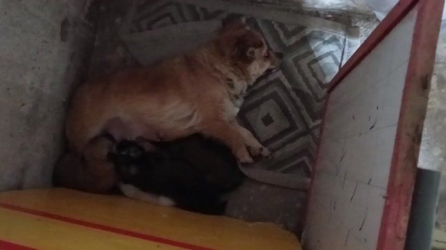 Chó Phốc Sóc lai Nhật nhiều màu. Mua bán Chó tại Huyện Châu Thành An Giang được đăng bởi Duyên anh hình 1