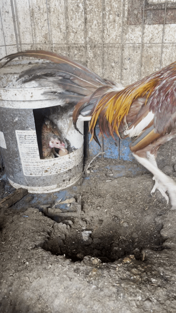 Gà khét. Mua bán Gà tại Quận Gò Vấp Tp Hồ Chí Minh được đăng bởi huy hình 1