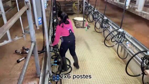 La traite des vaches laitières