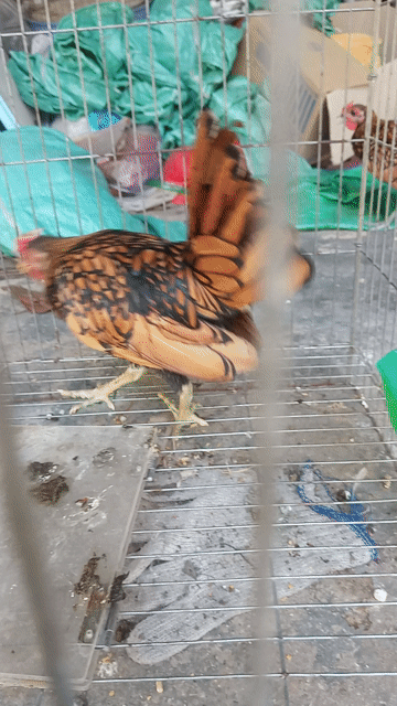Gà Vảy cá trống Vàng đen. Mua bán Gà tại Thành phố Thuận An Bình Dương được đăng bởi Bảo Long  hình 1