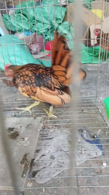 Gà Vảy cá trống Vàng đen. Mua bán Gà tại Thành phố Thuận An Bình Dương được đăng bởi Bảo Long  hình 1