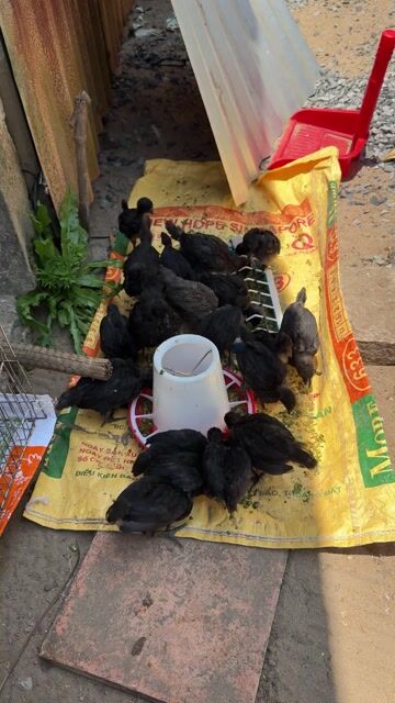 Gà HMông Đen. Mua bán Gà tại Thành phố Vĩnh Long Vĩnh Long được đăng bởi Thí Lê hình 1