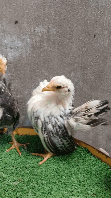 Gà cảnh Mini Trống Mái Chuối đen, Chuối trắng. Mua bán Gà tại Thành phố Trà Vinh Trà Vinh được đăng bởi Sơn hình 1