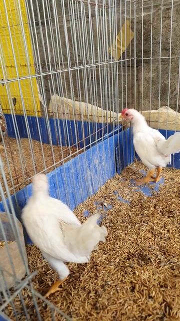 Gà tre Bắc Nhạn cặp  trống mái 4 tháng. Mua bán Gà tại Thành phố Thủ Đức Tp Hồ Chí Minh được đăng bởi vinh gaden hình 1