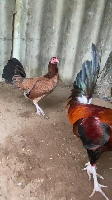 cặp mái 7si. Mua bán Gà tại Huyện Châu Thành Tiền Giang được đăng bởi nguyen truong hình 1