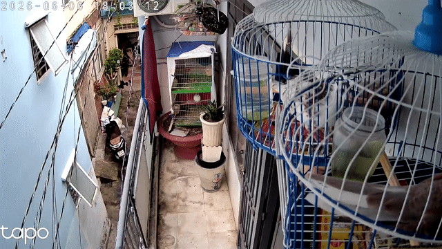 Chim cu gáy Thái trống. Mua bán Chim tại Quận Tân Phú Tp Hồ Chí Minh được đăng bởi linh cu gáy hình 1