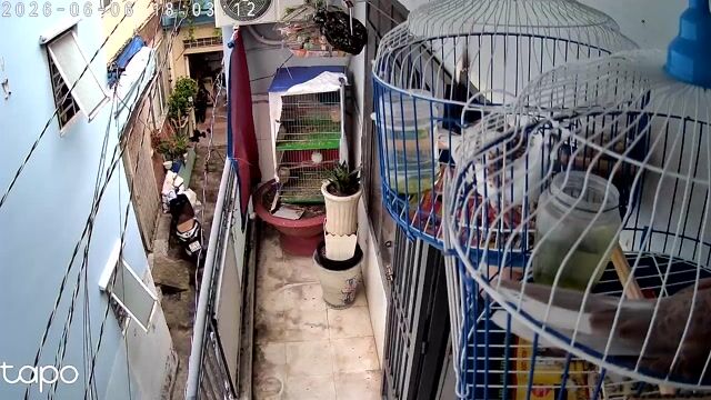 Chim cu gáy Thái trống. Mua bán Chim tại Quận Tân Phú Tp Hồ Chí Minh được đăng bởi linh cu gáy hình 1