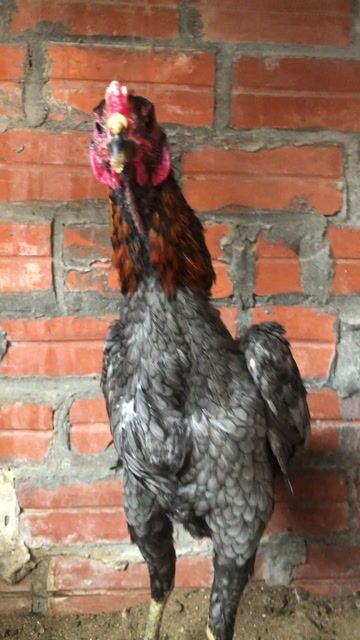 Gà Đực. Mua bán Gà tại Huyện Thanh Trì Hà Nội được đăng bởi Nguyên đuc cuong hình 1