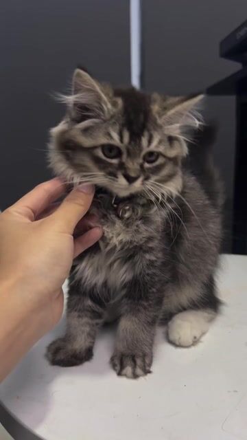 Mèo Anh lông dài Tabby 3 tháng đã tiêm. Mua bán Mèo tại Quận 3 Tp Hồ Chí Minh được đăng bởi Tên chưa cung cấp hình 1