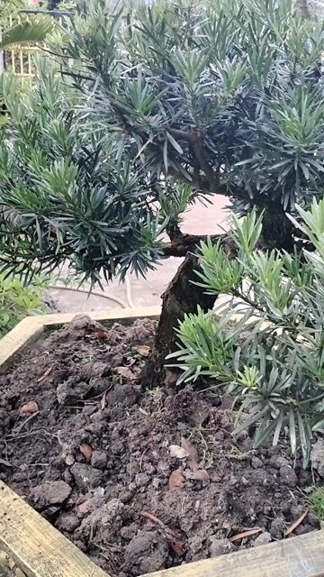 Cây cảnh Tùng La Hán Bonsai 60cm. Mua bán Cây cảnh, đồ trang trí tại Huyện Mang Thít Vĩnh Long được đăng bởi TRẦN HOÀNG NAM hình 1