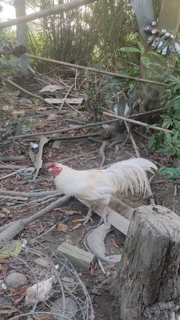 Gà trống khỏe mạnh. Mua bán Gà tại Huyện Bến Lức Long An được đăng bởi Bảo hình 1