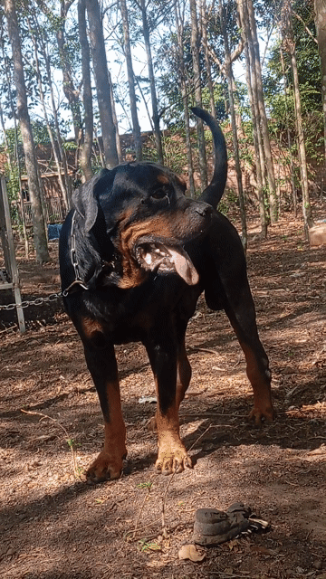 Chó Rottweiler đực 2 tuổi. Mua bán Chó tại Huyện Trảng Bom Đồng Nai được đăng bởi Trần Văn lưu hình 1