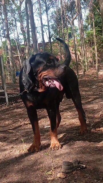 Chó Rottweiler đực 2 tuổi. Mua bán Chó tại Huyện Trảng Bom Đồng Nai được đăng bởi Trần Văn lưu hình 1