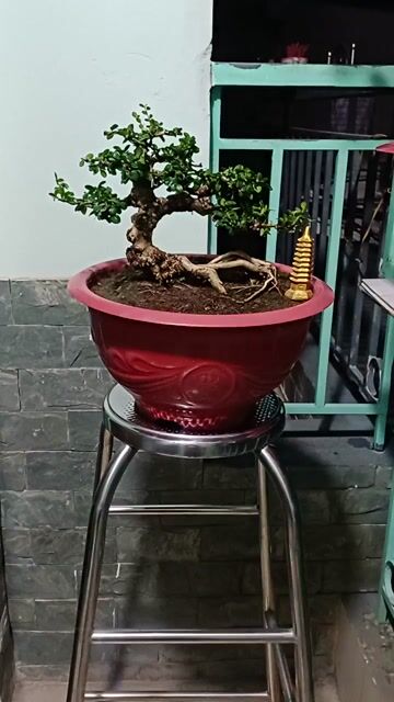 Cây cảnh Sam trái mini 17cm. Mua bán Cây cảnh, đồ trang trí tại Thành phố Thủ Đức Tp Hồ Chí Minh được đăng bởi chú tám hình 1