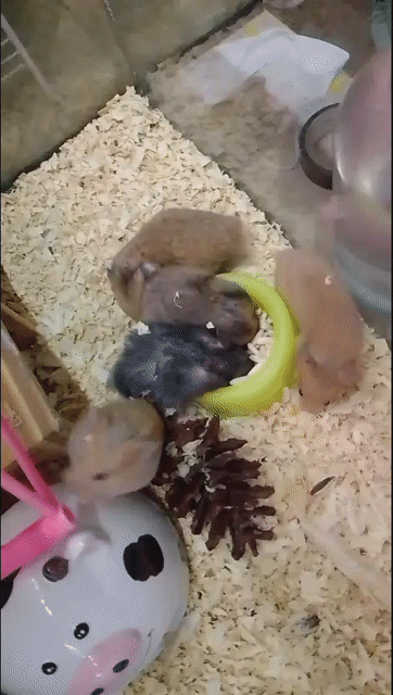 Chuột Hamster nhiều màu khỏe mạnh. Mua bán Thú cưng khác tại Thành phố Dĩ An Bình Dương được đăng bởi Thanh xuân  hình 1