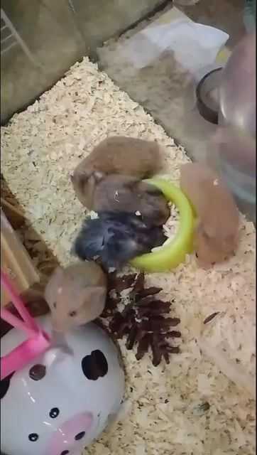 Chuột Hamster nhiều màu khỏe mạnh. Mua bán Thú cưng khác tại Thành phố Dĩ An Bình Dương được đăng bởi Thanh xuân  hình 1