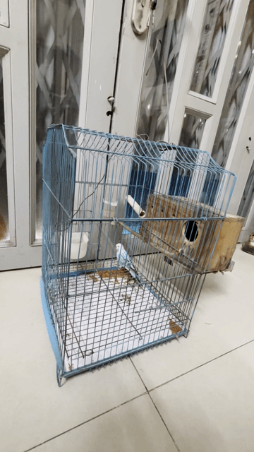 Chim yến phụng trống + lồng. Mua bán Chim tại Quận Phú Nhuận Tp Hồ Chí Minh được đăng bởi Phát hình 1