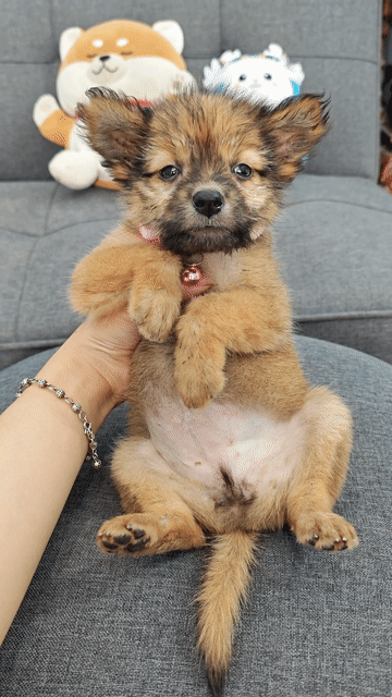 Sale💢🐾Bé gái Nhật lai chào sen yêu ạ😍😍🐾. Mua bán Chó tại Huyện Hóc Môn Tp Hồ Chí Minh được đăng bởi Ánh Dương Pet hình 1