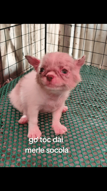 Chó Chihuahua cái 2 tháng. Mua bán Chó tại Quận 8 Tp Hồ Chí Minh được đăng bởi ZoZo House Chihuahua hình 1