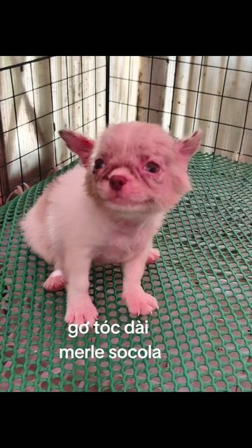 Chó Chihuahua cái 2 tháng. Mua bán Chó tại Quận 8 Tp Hồ Chí Minh được đăng bởi ZoZo House Chihuahua hình 1