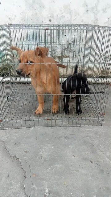 Chó Lai Phốc đực. Mua bán Chó tại Quận 12 Tp Hồ Chí Minh được đăng bởi tý hình 1