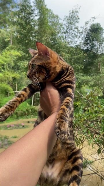 Mèo Bengal cái thuần chủng. Mua bán Mèo tại Quận 12 Tp Hồ Chí Minh được đăng bởi Hữu thịnh hình 1