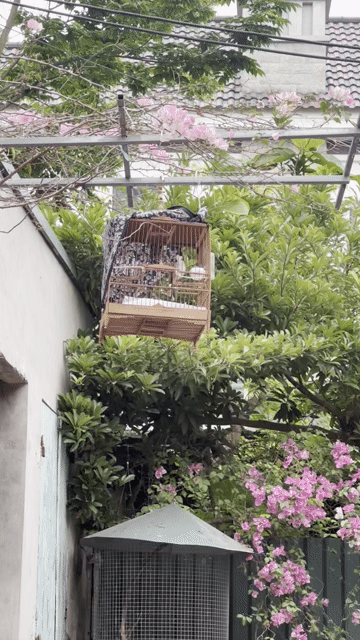 Chim chào mào non. Mua bán Chim tại Huyện Thường Tín Hà Nội được đăng bởi Nguyễn văn toản  hình 1