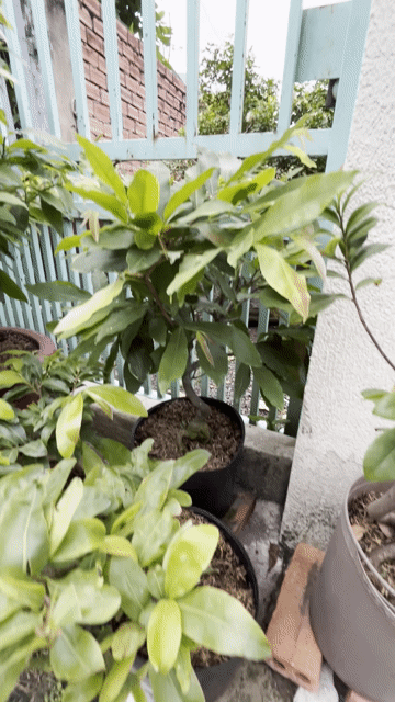 Mai ghép Giảo tự xoắn Bến Tre. Mua bán Cây cảnh, đồ trang trí tại Thành phố Dĩ An Bình Dương được đăng bởi ku rồm hình 1