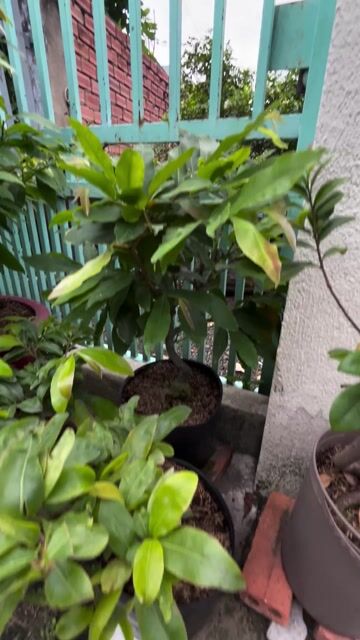 Mai ghép Giảo tự xoắn Bến Tre. Mua bán Cây cảnh, đồ trang trí tại Thành phố Dĩ An Bình Dương được đăng bởi ku rồm hình 1