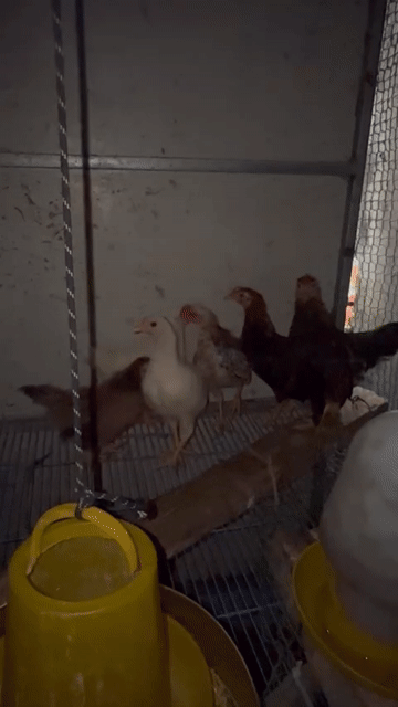 Gà tre 3 tháng. Mua bán Gà tại Quận Bắc Từ Liêm Hà Nội được đăng bởi Lưu anh Nam  hình 1