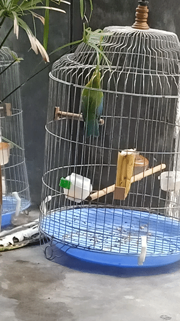 Chim cảnh dạng 3 mùa hót hay. Mua bán Chim tại Quận Phú Nhuận Tp Hồ Chí Minh được đăng bởi Thái Quốc  hình 1