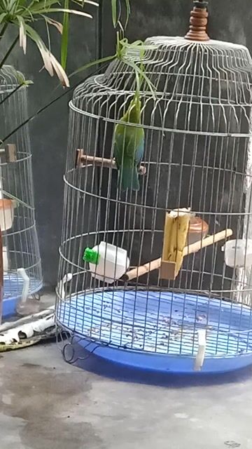 Chim cảnh dạng 3 mùa hót hay. Mua bán Chim tại Quận Phú Nhuận Tp Hồ Chí Minh được đăng bởi Thái Quốc  hình 1