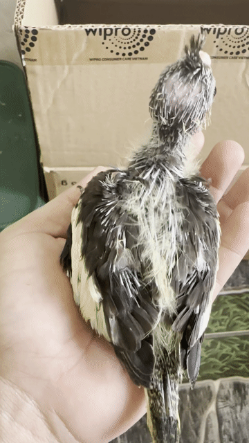 Vẹt Cockatiel non Xám vàng. Mua bán Chim tại Quận Tân Bình Tp Hồ Chí Minh được đăng bởi Tạ Phúc Quốc hình 1