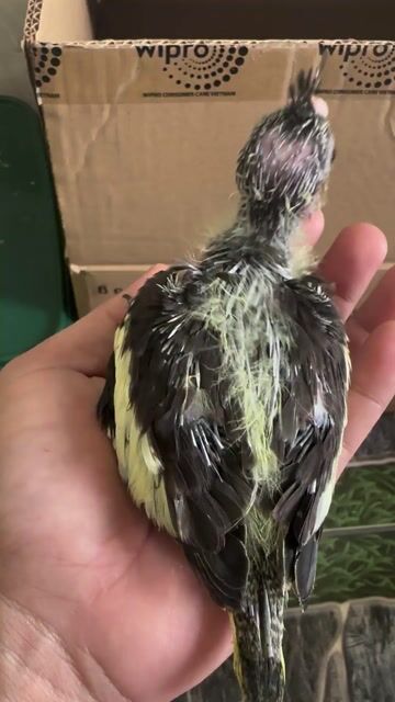 Vẹt Cockatiel non Xám vàng. Mua bán Chim tại Quận Tân Bình Tp Hồ Chí Minh được đăng bởi Tạ Phúc Quốc hình 1