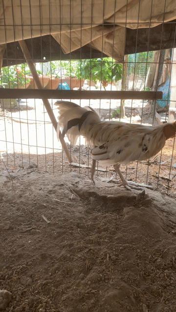 Gà nồi đẹt. Mua bán Gà tại Huyện Vũng Liêm Vĩnh Long được đăng bởi Phước Nguyễn hình 1